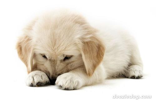 Puppies!! - This is a very cute puppy!!