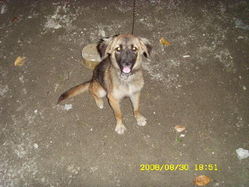 the smiling bantay - its may pet this dog is very smart the way he look at you and she is friendly , she know how to bark when she was scared