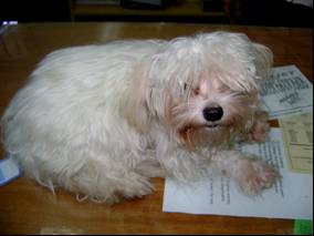 doggy doggy - this is bangs... not mine...but so darn cute!