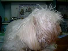 Doggy named bangs - bangs...so cute... half shitzu and mini pincher