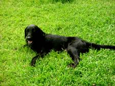 black labrador - black doggie...labrador... forgot the name