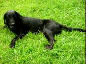 Black Lab2 - doggy..a black lab