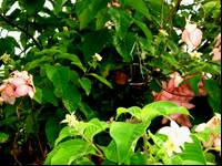 pink flowers - flowering plant...with pink flowers