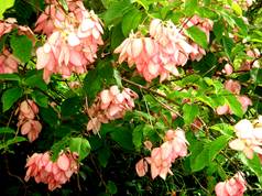 flowering pink tree - pink!!!! gorgeous