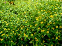 Flowering plant - pretty tiny flowers