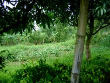 garden - green...
