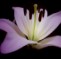 my icon - lily picture