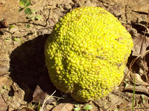 Horse apple - This fruit is very ugly and not something you want to eat. Some of the names it's referred to as are osage orange, horse apple, hedge apple, monkey brains and monkey balls. Apparently they are used to keep roaches and crickets out of the house.