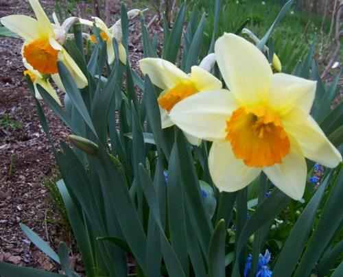 Narcissus- A narcissist? Me Daffodil? - What a lovely creation!!