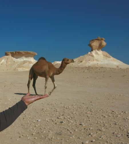 camel in my hand - This was in Zikreet. We are capturing the rocks formation then suddenly a group of camels are coming. This camel came first...