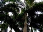 palm tree - palm tree...with thick fronds