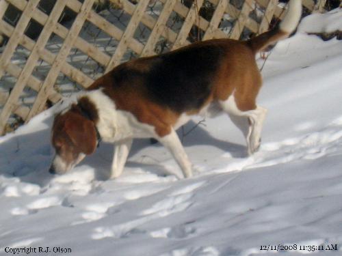 Sniff! Sniff! - He knows he has a bone somewhere outside. But where oh wqhere can it be?