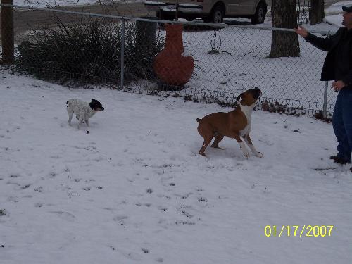 Catching snowballs - Bevo waiting for the snowball to come down to catch.