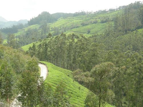 tea garden - A road going through a beautiful tea garden!
