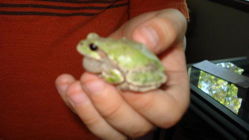Tree Frog - My son called him Alvin