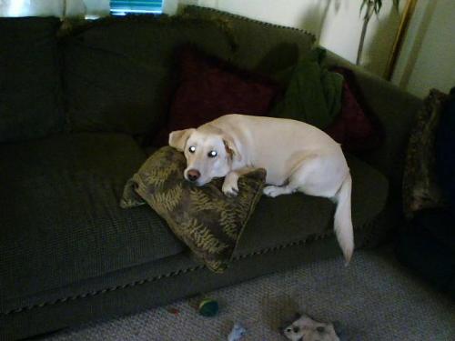 Trying to look innocent... - ...but look at the stuffing on the floor next to the empty toy!