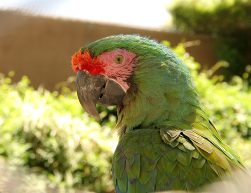 parrot is beautiful - really a beautiful bird