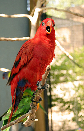 Red lorikeet - very beautiful and attractive color - red. A beautiful lorikeet in red.