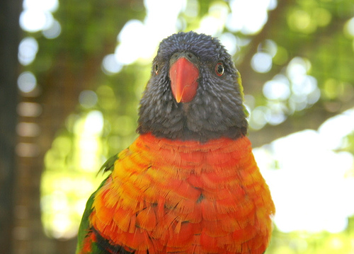 Rainbow lorikeets - Very colorful rainbow lorikeets