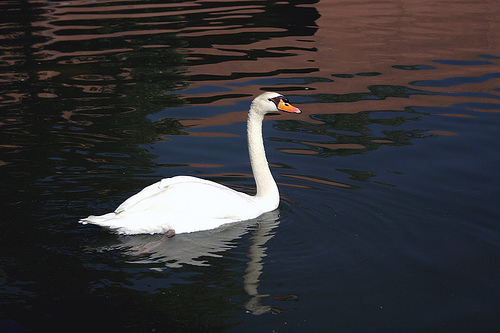 Lets go swimming - A swan on water