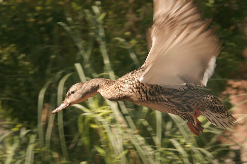 Lets go flying - A Duck about to fly