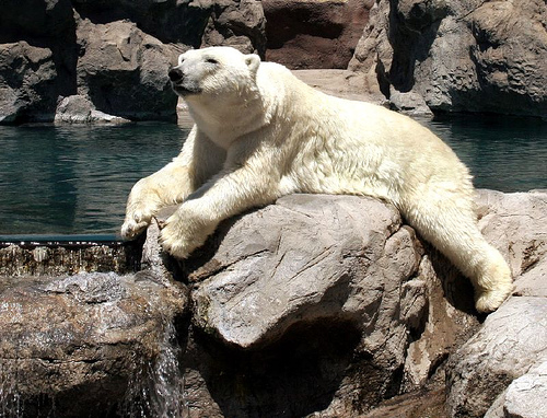 Don't kindle me - A bear on a rock. Don't kindle me.