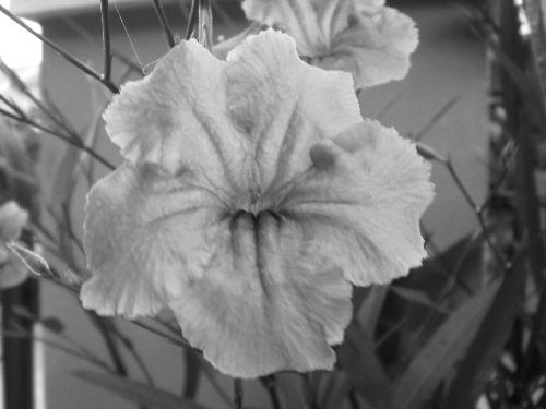 Flower in Black & White - This is the photo of flower I shoot this morning.