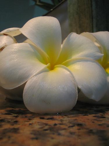 calachuchi - white fragrant tropical flower