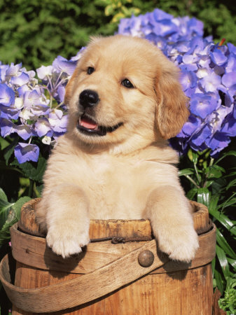 Golden Retriever Puppy - Look at this cute pupppy!!