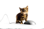 kitten - A kitten playing with a computer mouse