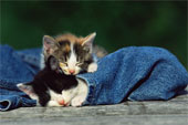 Sleeping - Two kittens enjoying an afternoon nap.