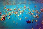 red sea fishes  - amazing red sea fishes