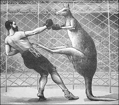 boxing - man vs kangaroo boxing