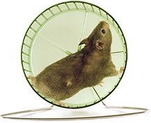 MyLot Motor - hamster on wheel