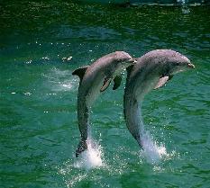 The cute beast - The jumping fish looks good
