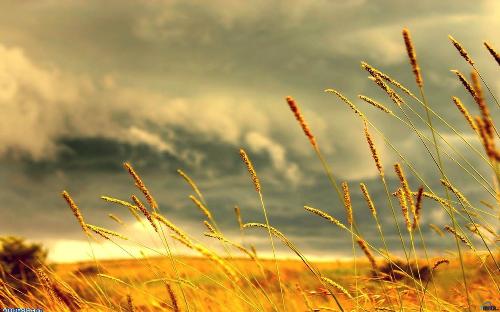 wallpaper-crops-clouds - wallpaper showing crops and dark cloud picture taken with digital camera.