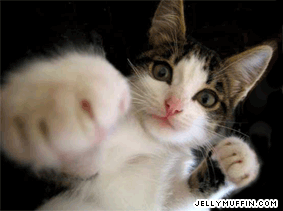 funny boxing cat - i like this boxing cat..it looks cool..:)