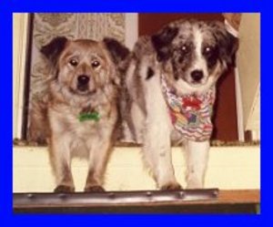 Shelby & Shiloh-two of my furry kids - photo of two of my dogs