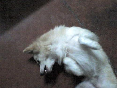 dogs, dogs, dogs! - Dufus the dog.
