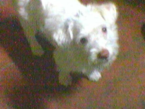 The Puppetite - dogs, dogs, dogs!