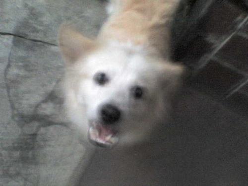 Dufus the dog - dogs, dogs, dogs!