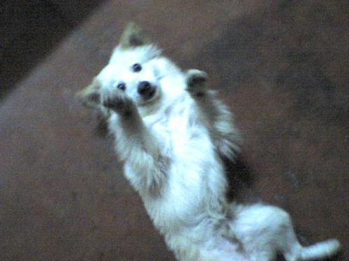 Dufus the dog - dogs, dogs, dogs!