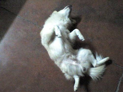 dufus the dawg - dogs, dogs, dogs!