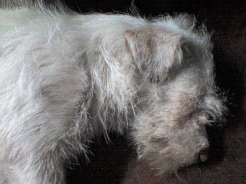 The sleeping Puppetite - dogs, dogs, dogs!