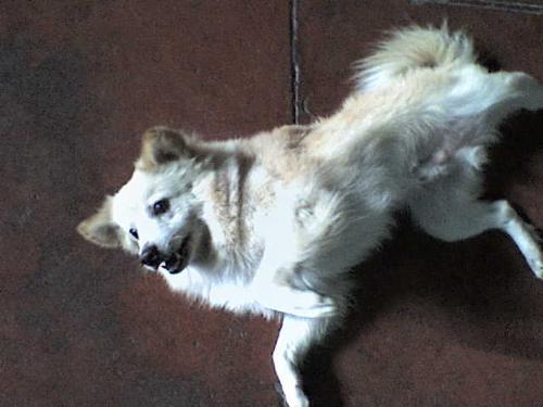 dufus the dog - dogs, dogs, dogs!