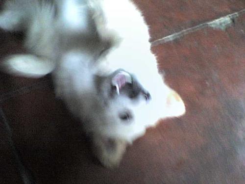 dufus the dawg - dogs, dogs, dogs!