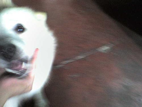 dufus the big bad dawg - dogs, dogs, dogs!