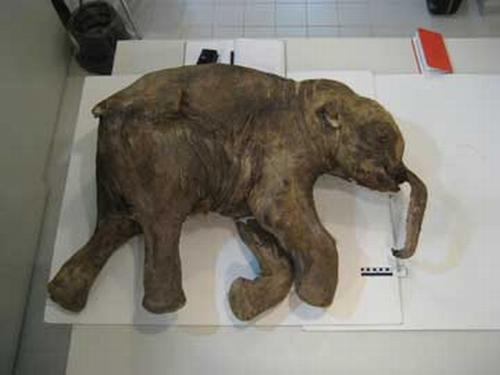 Perfectly Preserved Woolly Mammoth - This is the Woolly Mammoth that was recently found by Archeologist. It&#039;s amazingly well preserved...