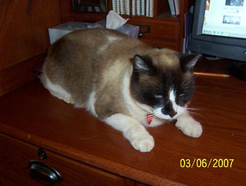 Chopper - One of our 10 cats
