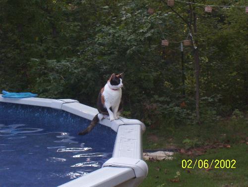 Daisy - Another of our 10 cats